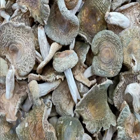 （青头菌子）半斤起湖南洞口绿豆菌、干菌子农村产品