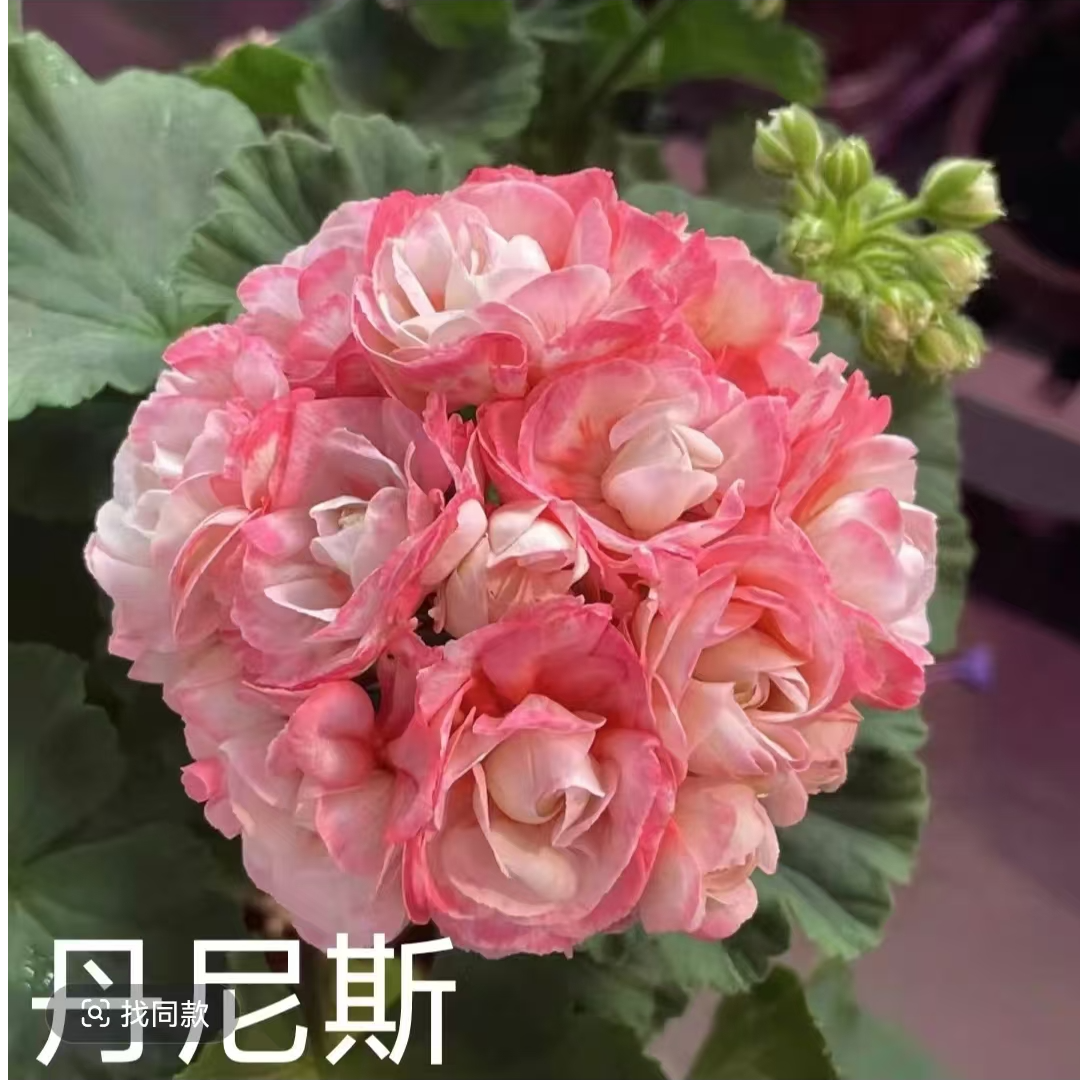 【丹尼斯碗（带花苞）】天竺葵碗系勤花品种，重瓣大花，四季开花。