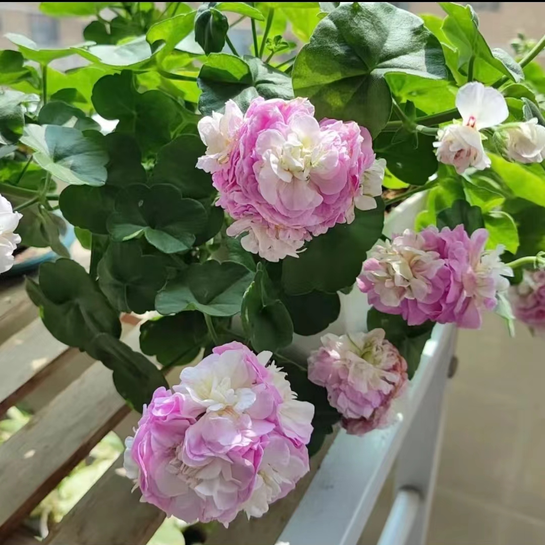 【卡洛琳娜（带花苞）】垂钓天竺葵重瓣，光照弱开花白粉色，四季开花