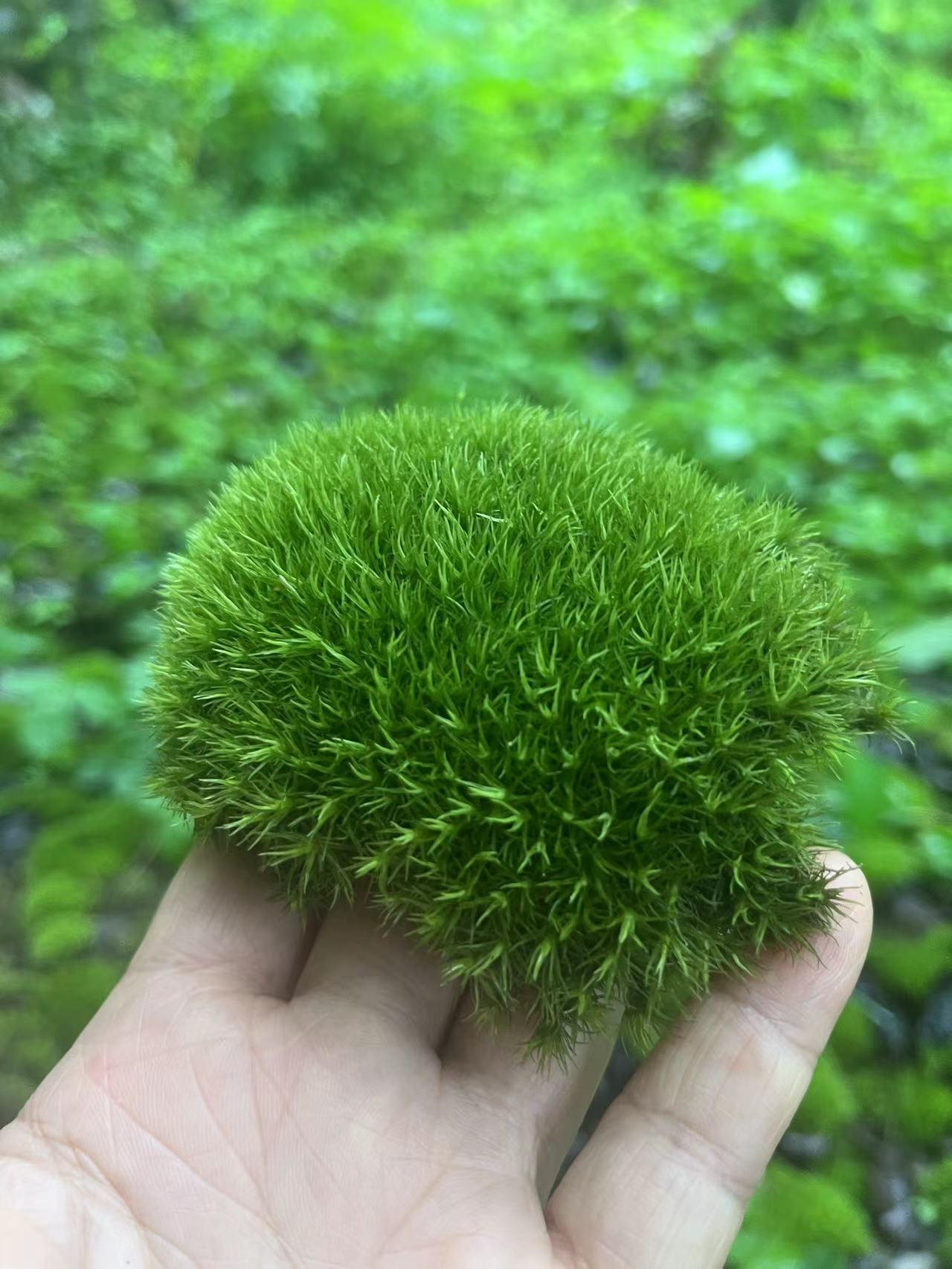 人工驯化白发活体苔藓微景观造景