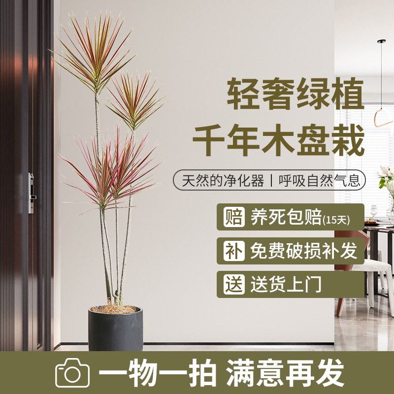 千年木七彩铁马尾铁北欧简约老桩网红大型绿植轻奢风格送货上门
