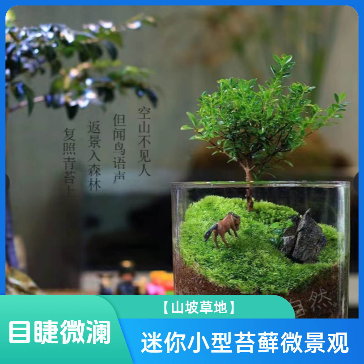 目睫微澜【山坡草地】迷你小植物小型盆景栽青苔生态微景观创意造景