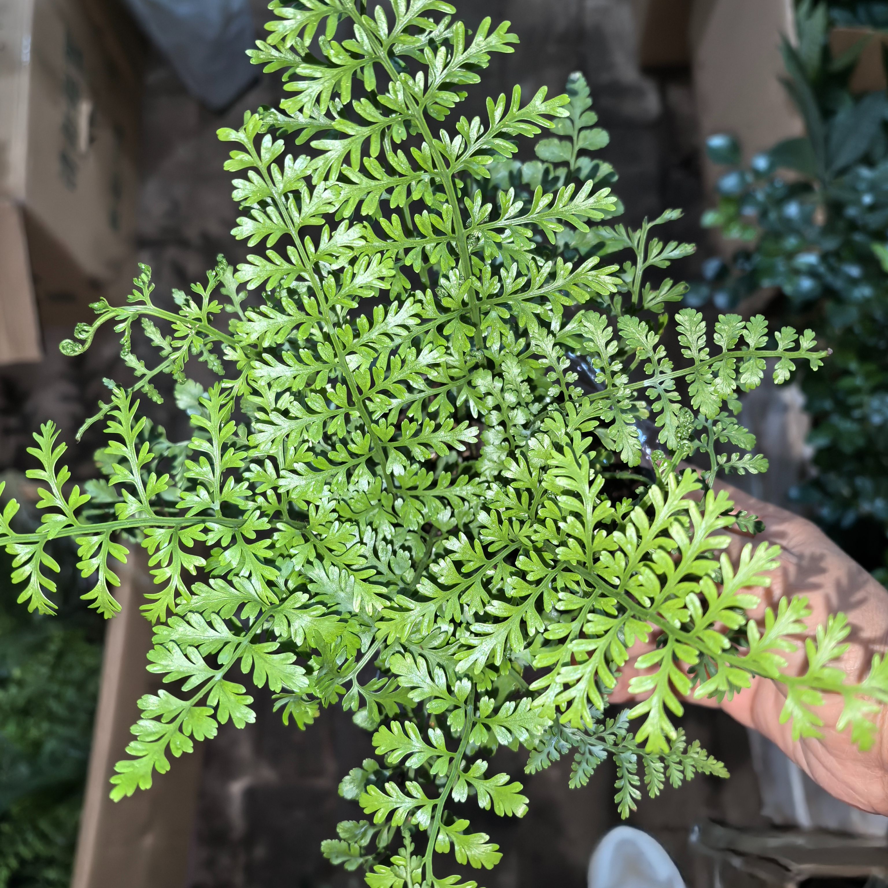 吉姆蕨室内养净化空气