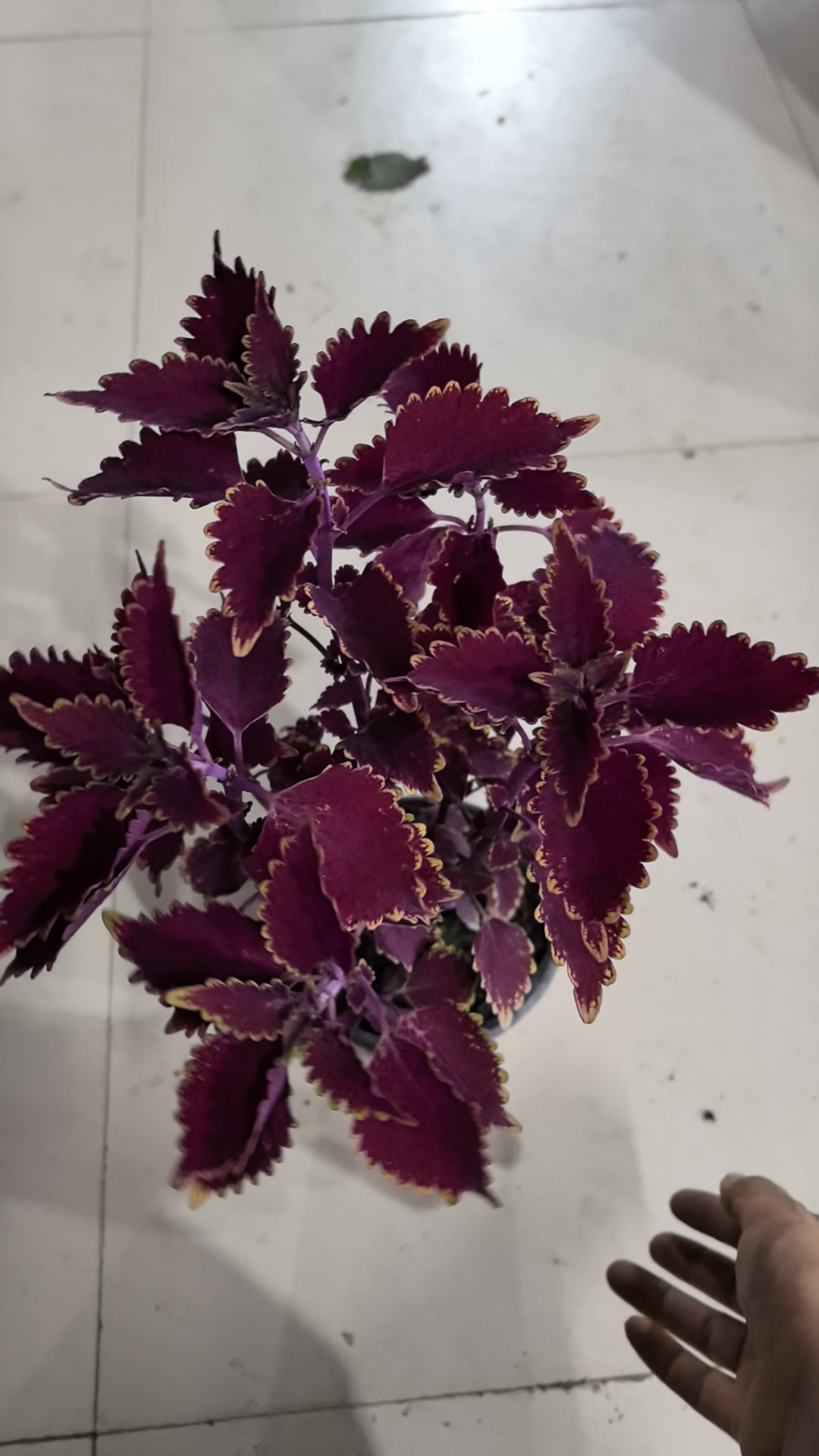 红色彩叶草 可室外