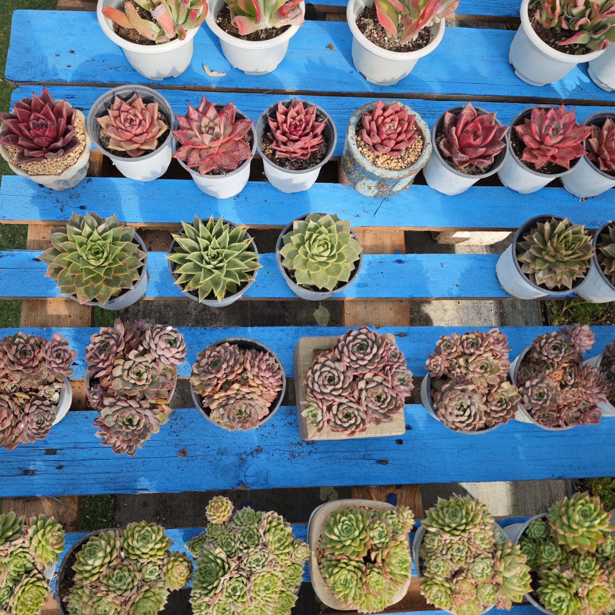 喜阳多肉，偏远地区专拍