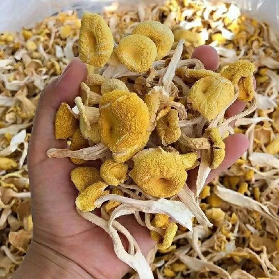 东北长白山小黄蘑菇干货煲汤专属