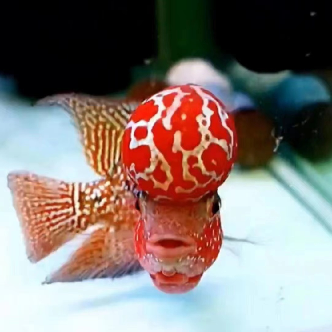 泰国进口金花泰金幻彩火凤凰罗汉鱼压成