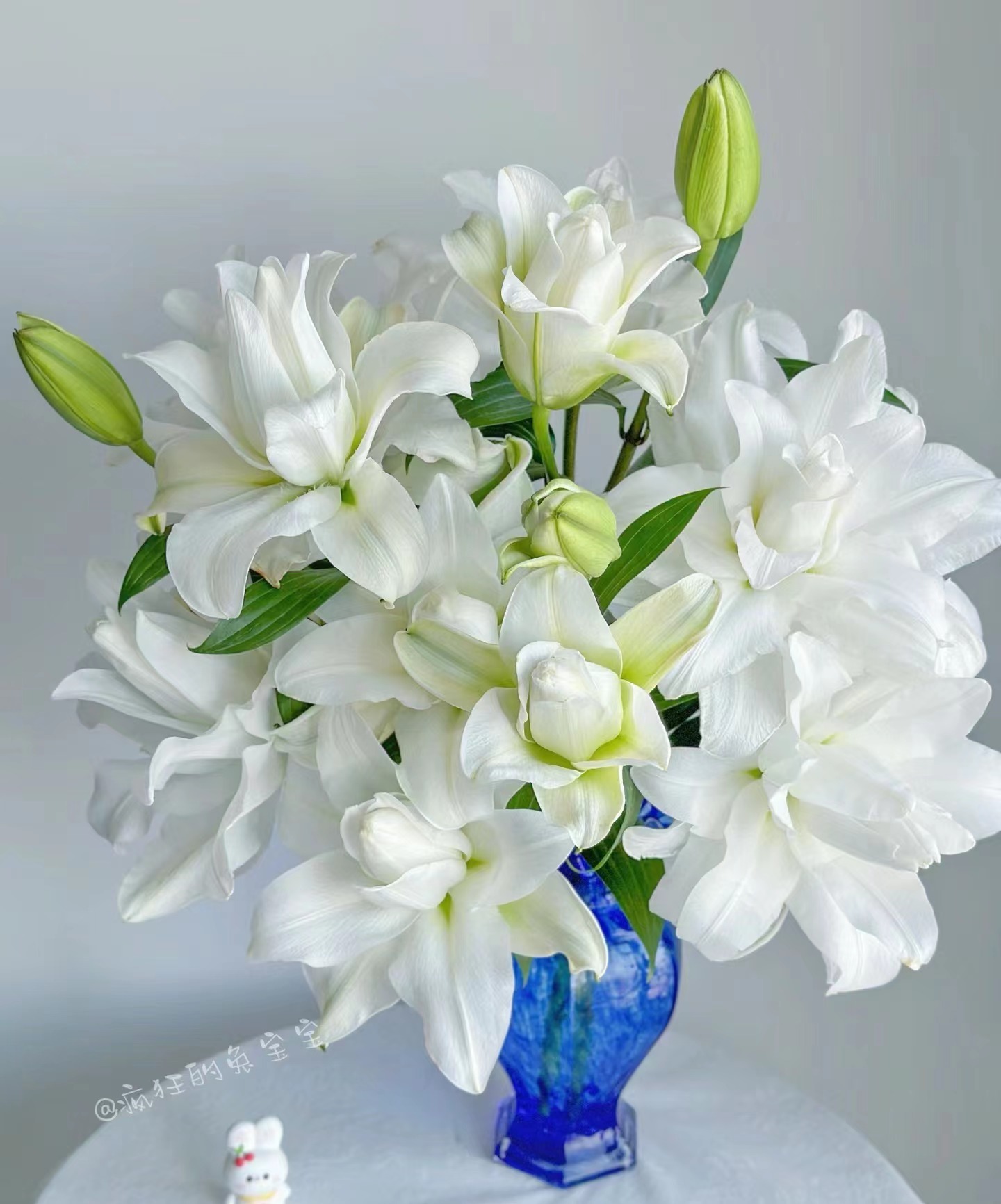 颜如雪香水百合 好开好养不焦边