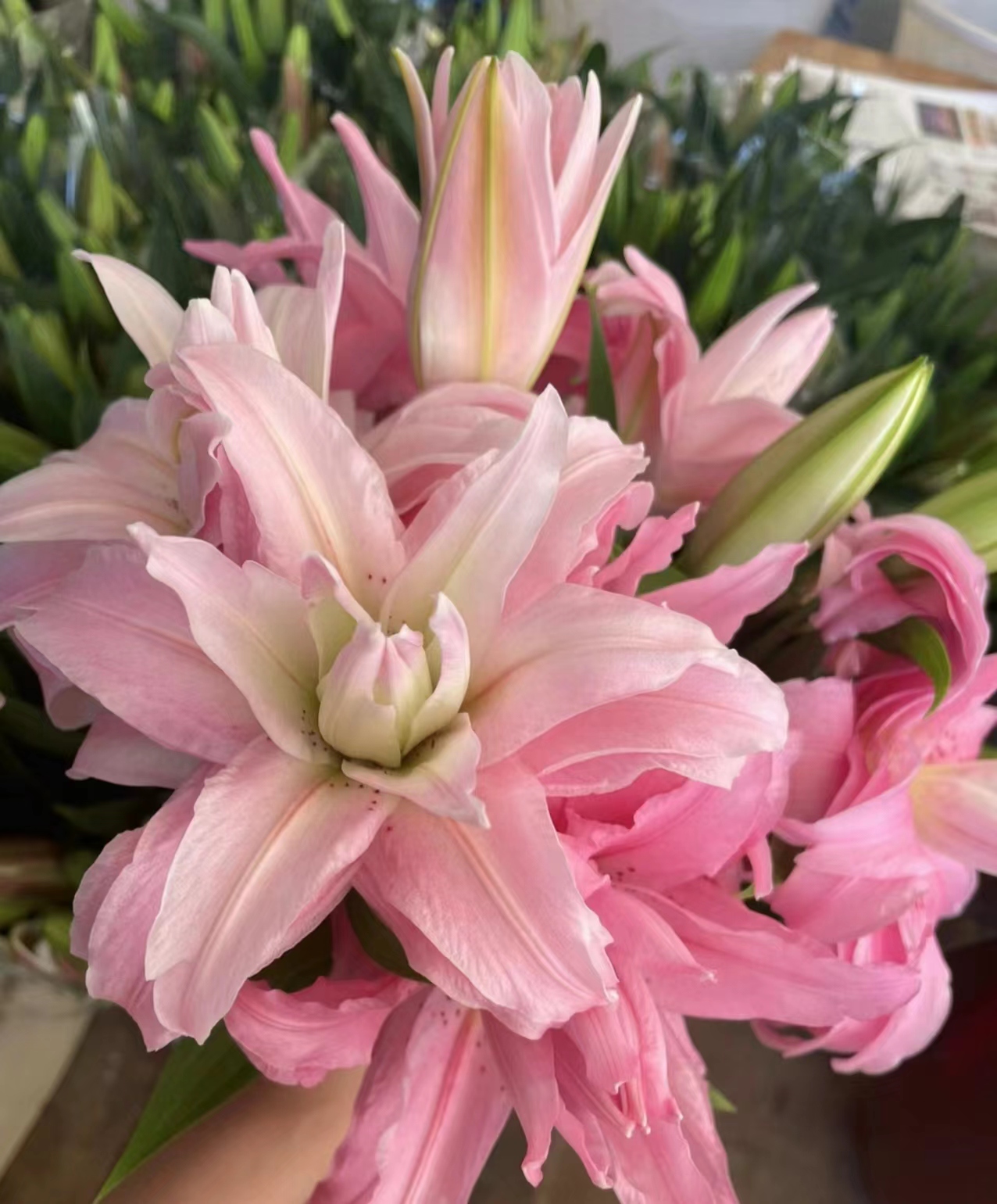 （花好月圆）戴安娜重瓣香水百合百合花拒收冻坏不售后鲜花百合鲜花