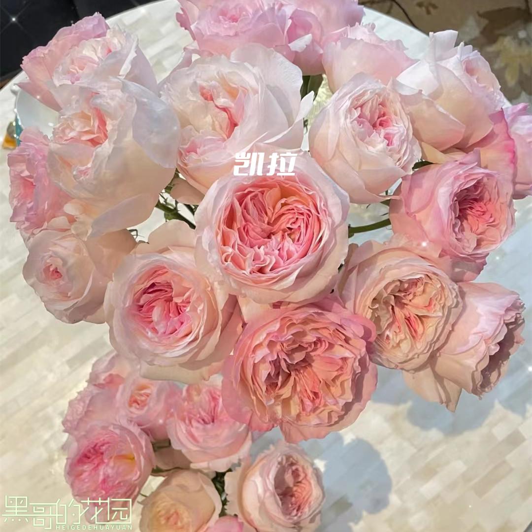 黑哥的植物凯拉灌木月季多季节重复开花耐热耐晒地栽盆栽