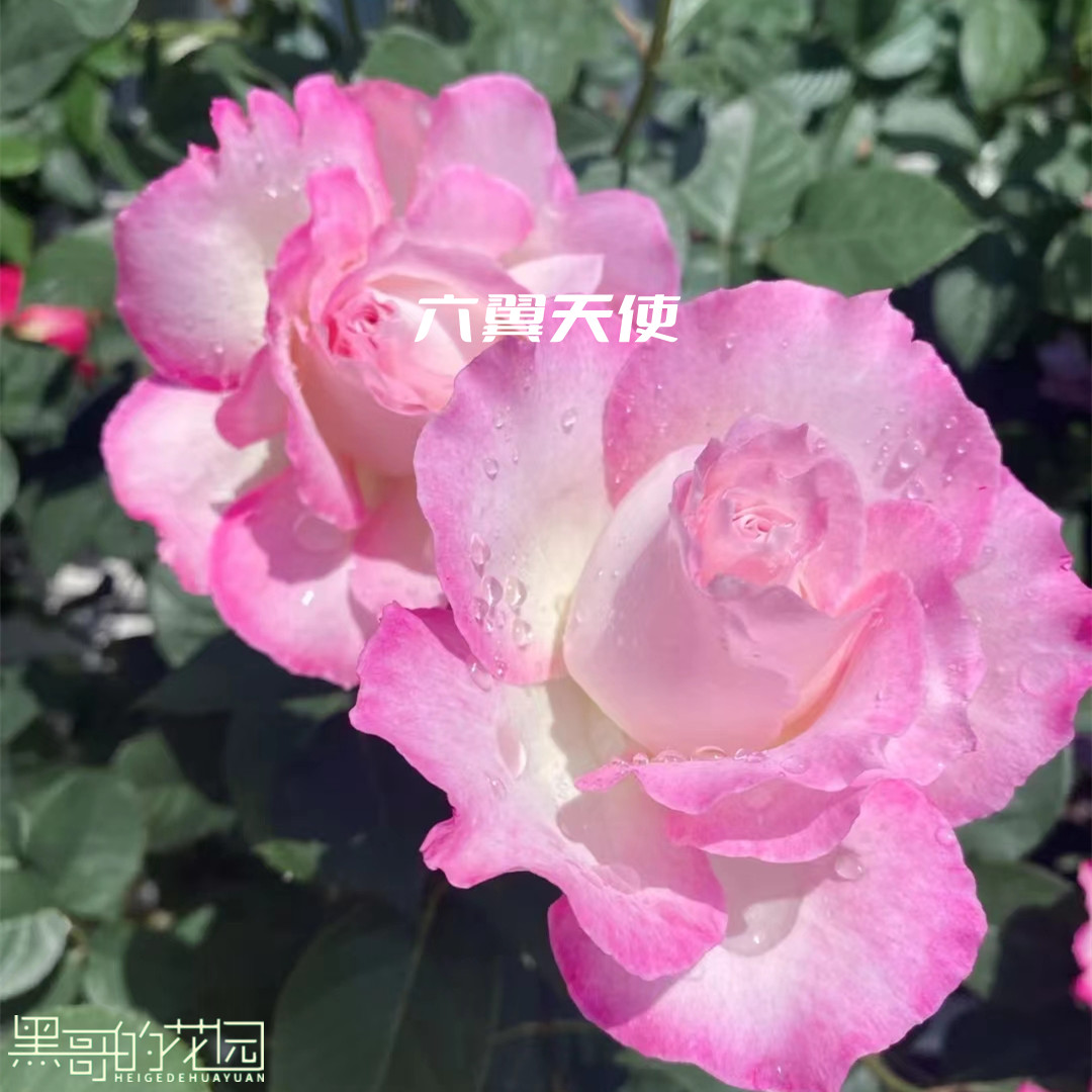 黑哥的植物六翼天使灌木盆栽月多季节重复开花阳台庭院