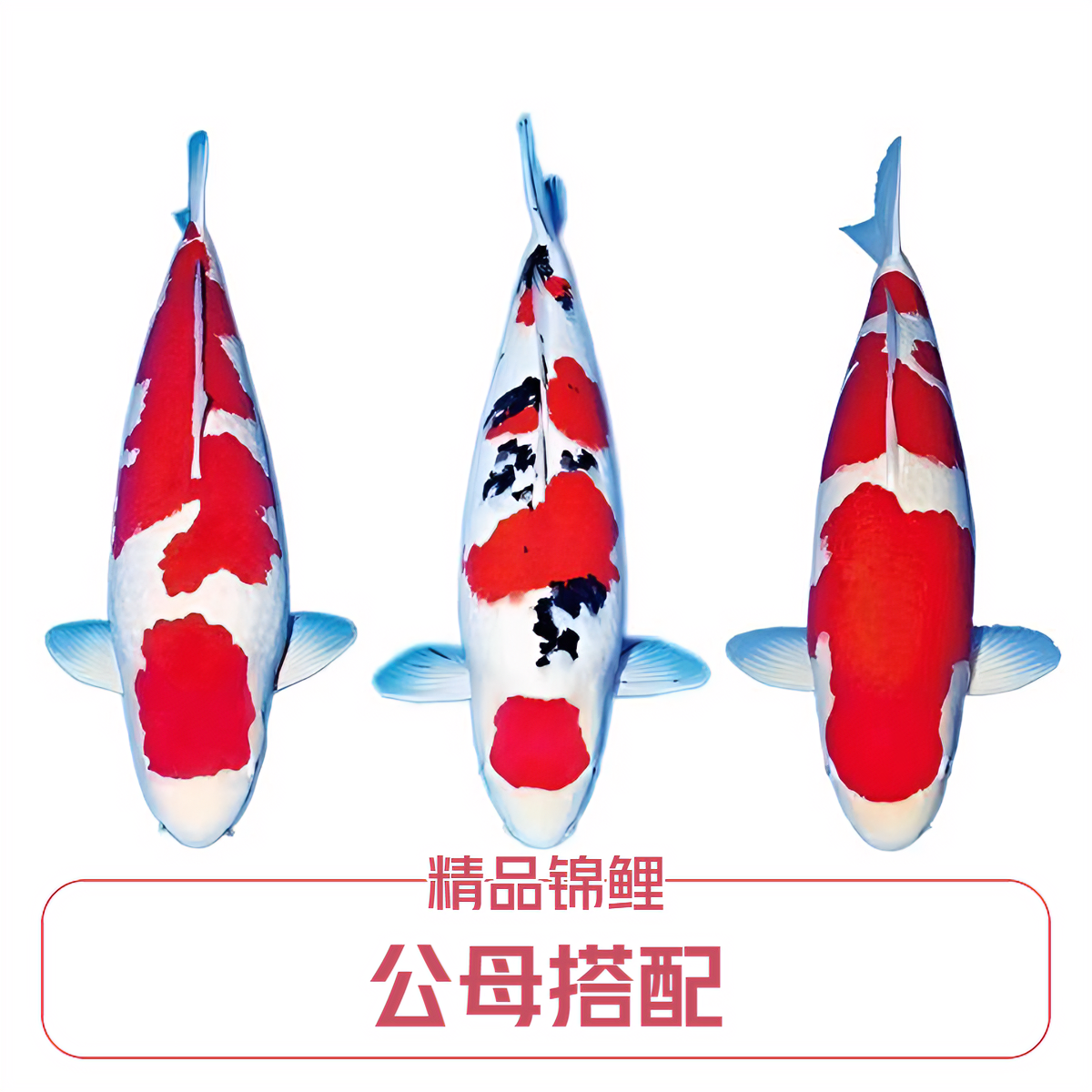 三条精品红白大正昭和黄金孔雀白写锦鲤【链接图片与商品无关】