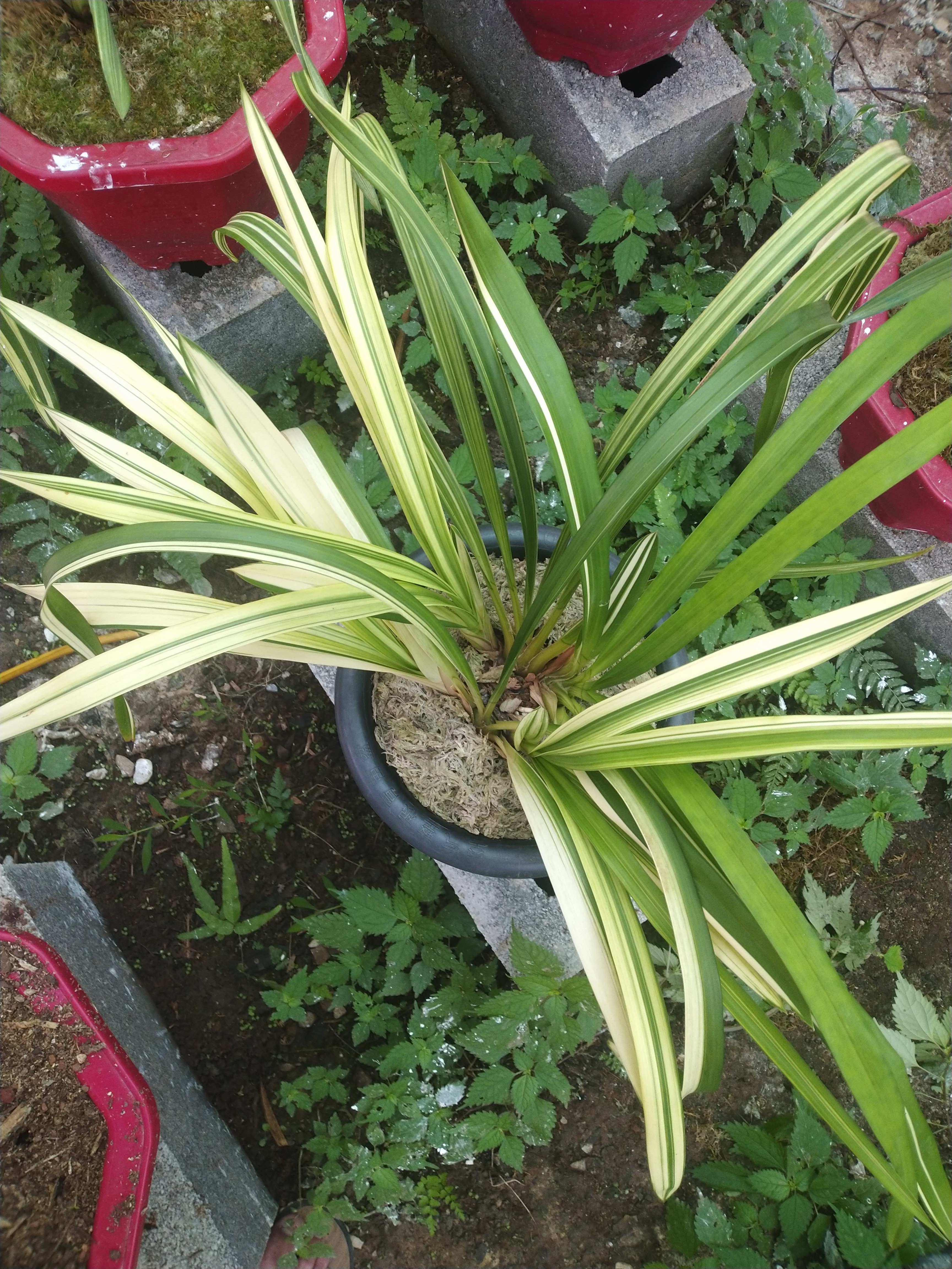 碧玉虎头兰精品瓷白艺