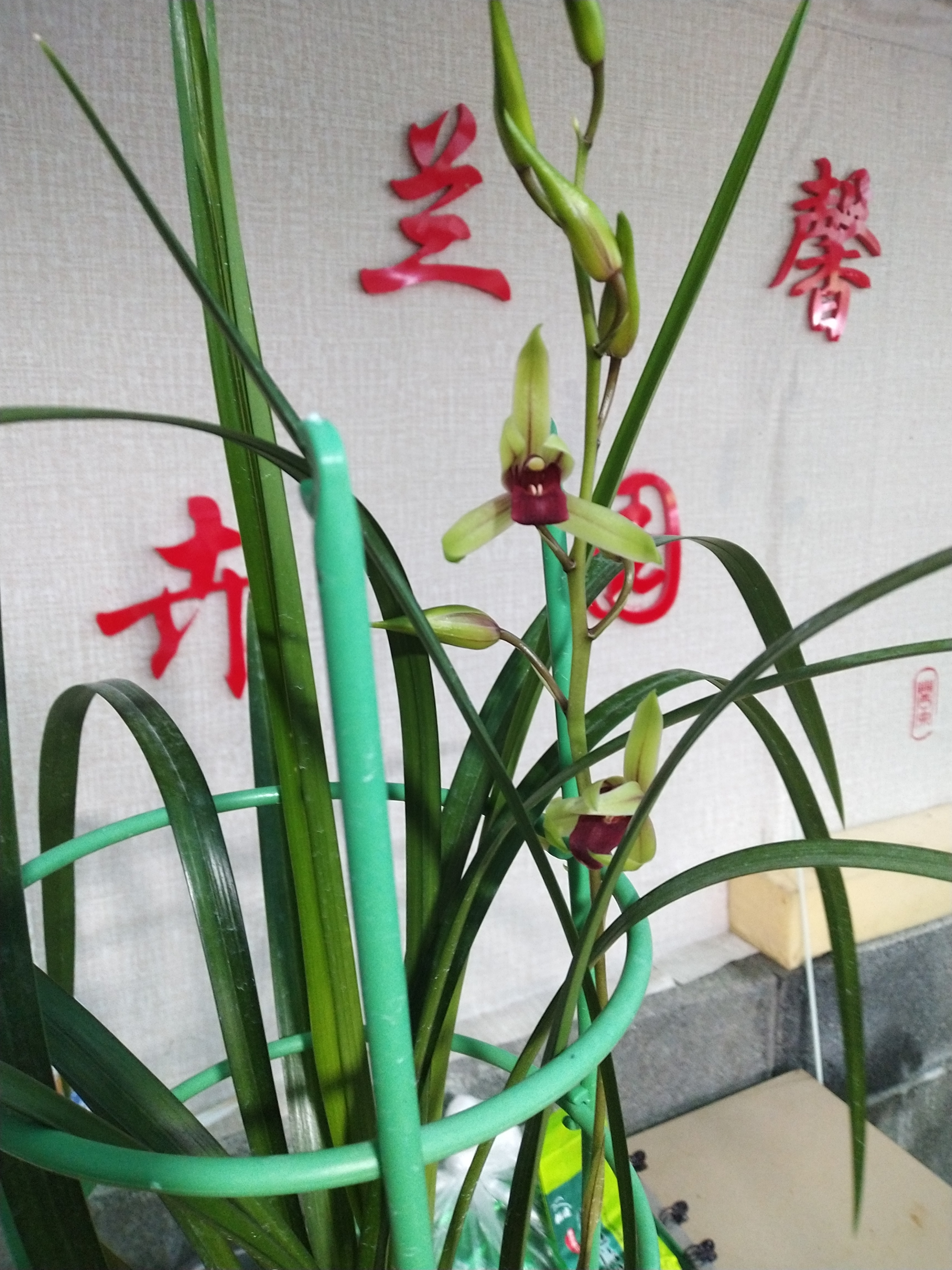 寒兰红舌，宽叶，大红舌，清香