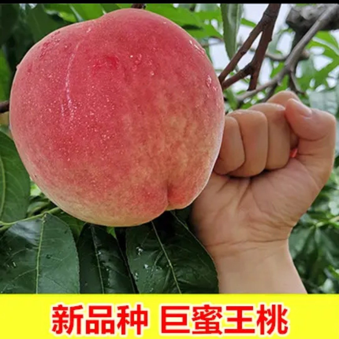 桃树果苗嫁接桃树苗水蜜桃树苗黄桃树苗当年结果南方北方种植树苗