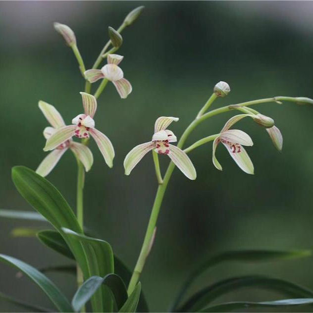 建兰四季达摩禅月达摩