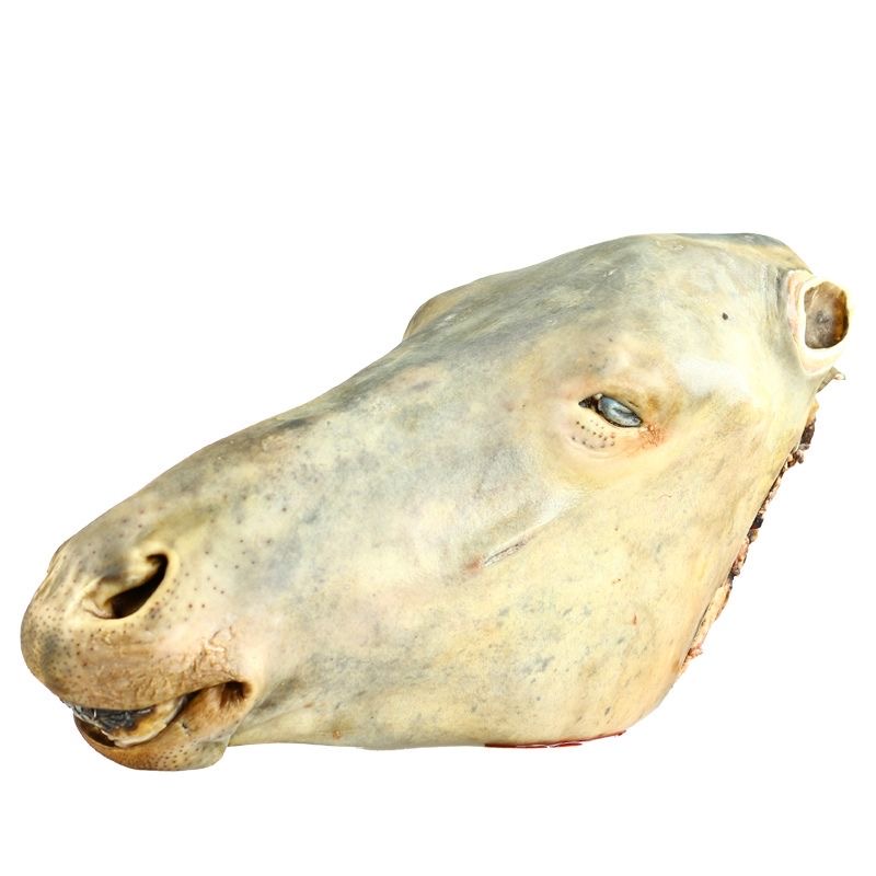 22-25斤新鲜骡马头