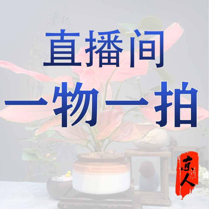 京人盆景，一物一拍链接，直播专用