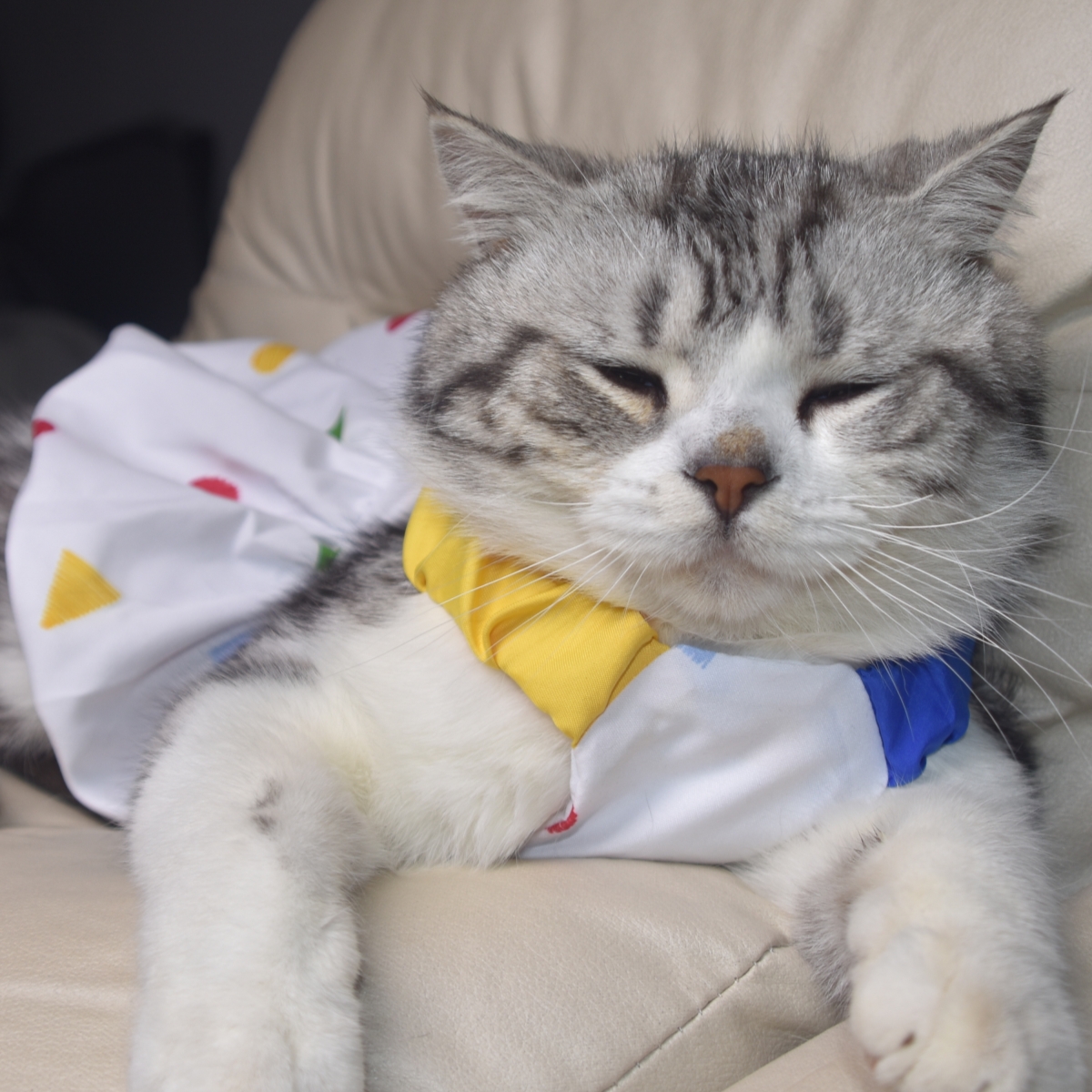 韩国ins蜡笔几何吊带南瓜蓬蓬裙裙春夏宠物猫咪狗狗衣服可爱
