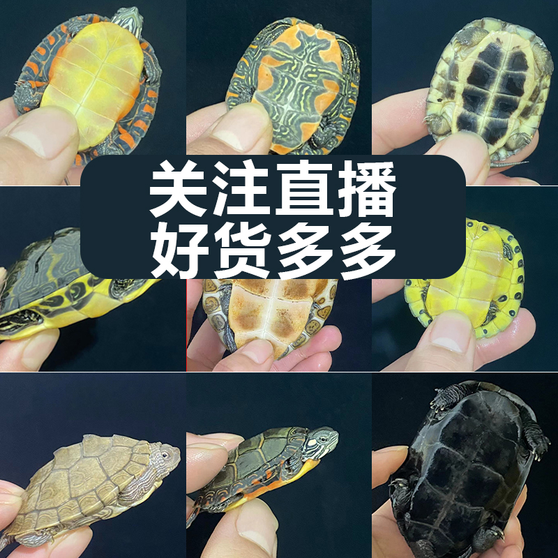 【超萌好物】平替好物叁零直播间链接观赏龟录制开箱视频包邮