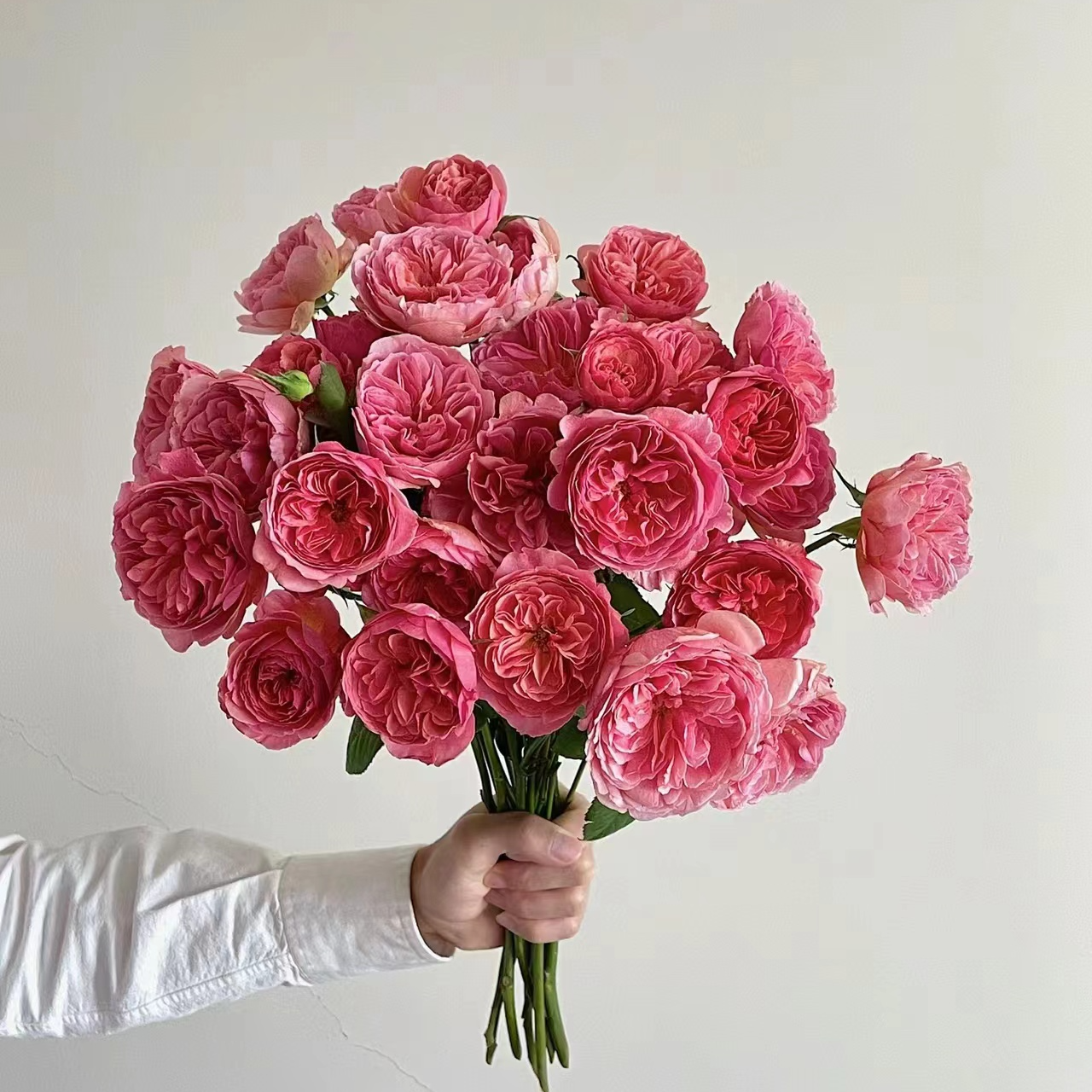 香织装饰  月季 复花勤花抗病好 2加仑