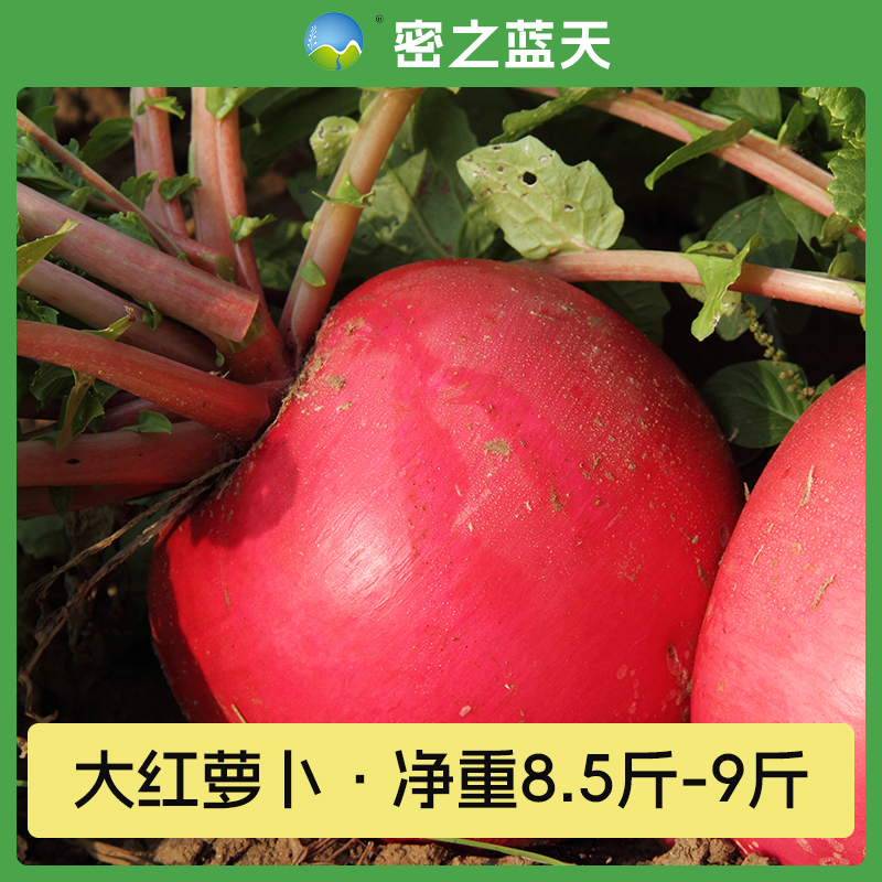密之蓝天 密云本地农家种植新鲜直采大红萝卜灯笼红卞萝卜净重8.5-9斤红皮白心
