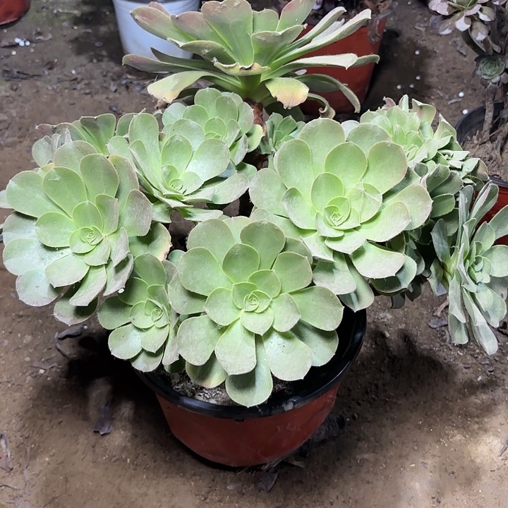 多肉植物加周香炉盘16