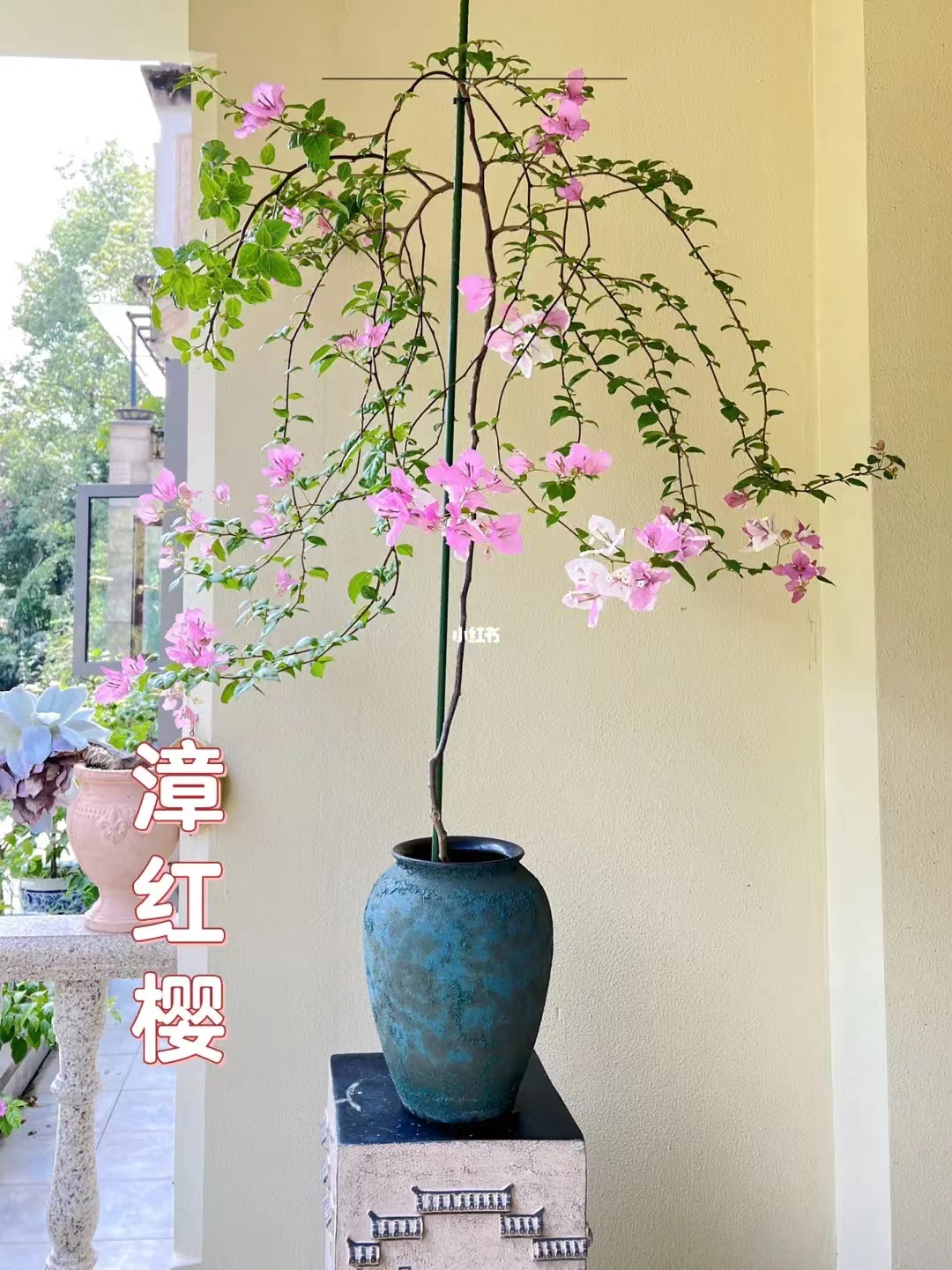 sanjiaomei/三角梅三角梅基地一物拍基地一物