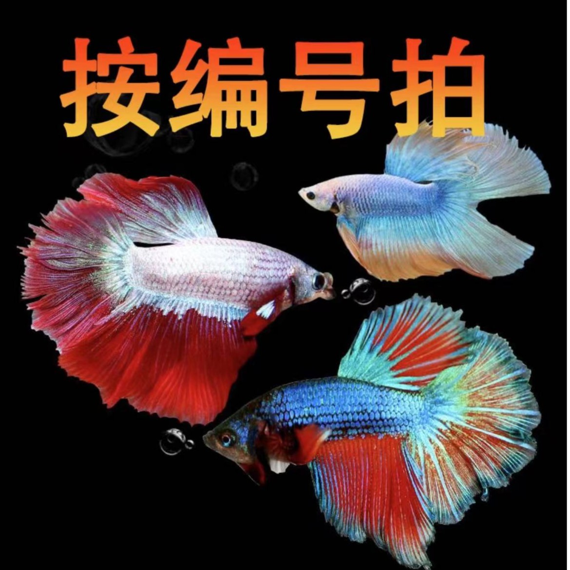 第一版同一场直播拍两条【拍一条发随机】斗鱼观赏鱼热带鱼五彩