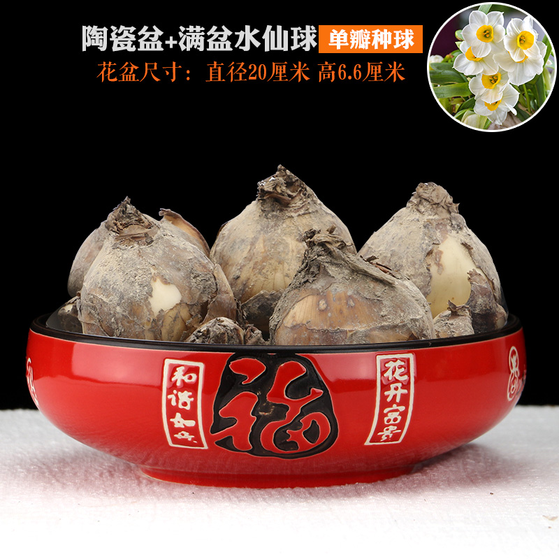 [含盆单瓣]漳州水仙花种球室内水培冬季观花植物好养花卉桌面盆栽