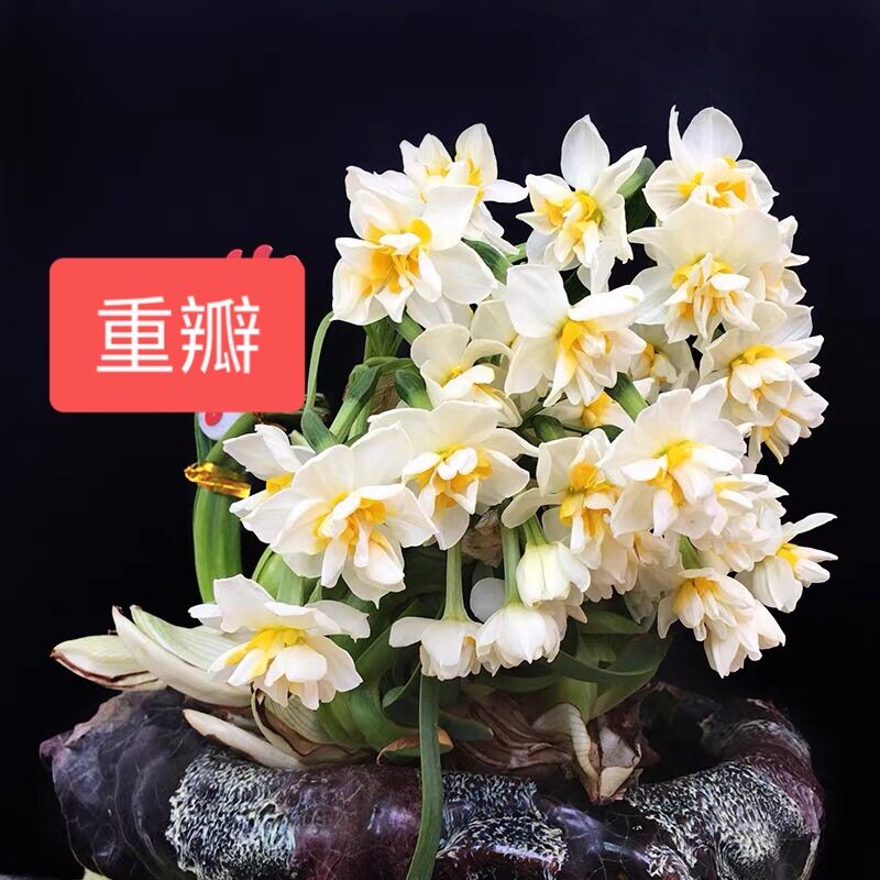 【复瓣】水仙花种球水仙复瓣室内水培冬季花卉植物花种子漳州水仙花