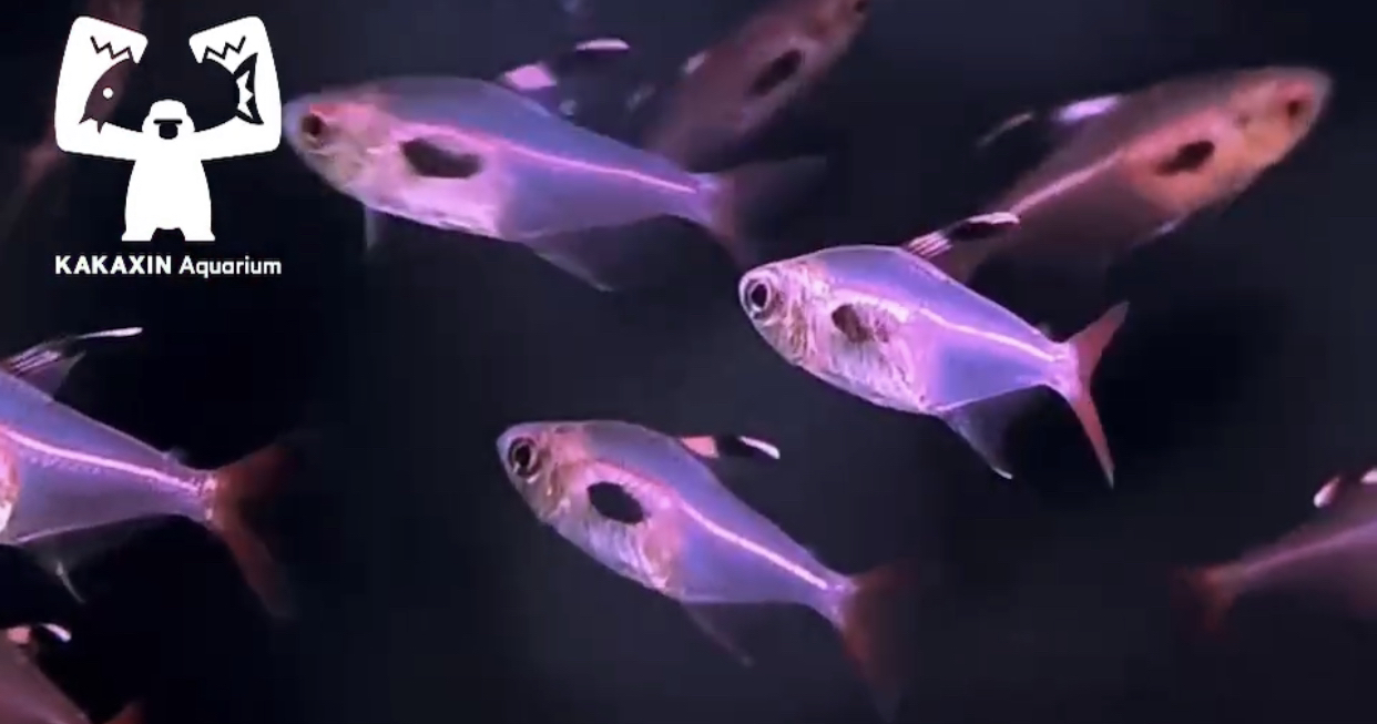 【猩猩水族】黑印血鳍灯鱼