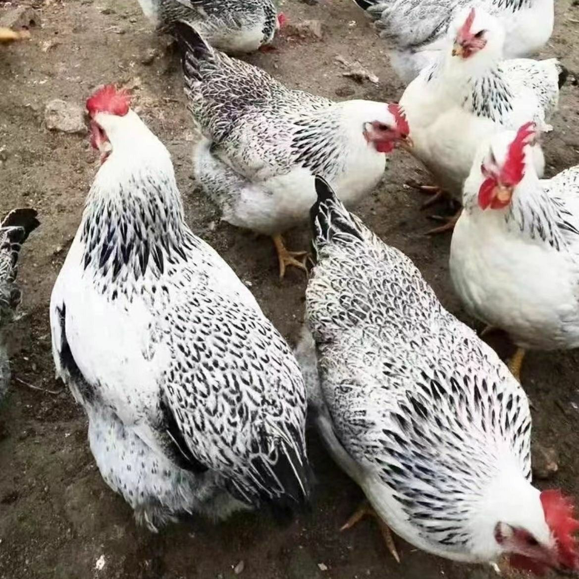 农家散养白芦花4斤左右发货顺丰包邮