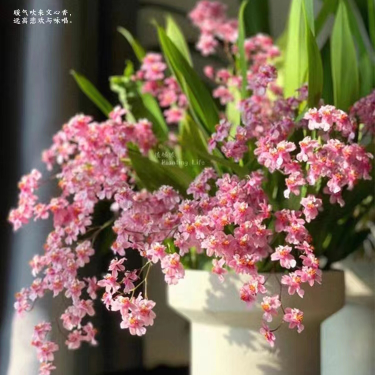 （带花）文心兰粉色梦香超浓香跳舞兰市内客厅花卉植物一年开多次花