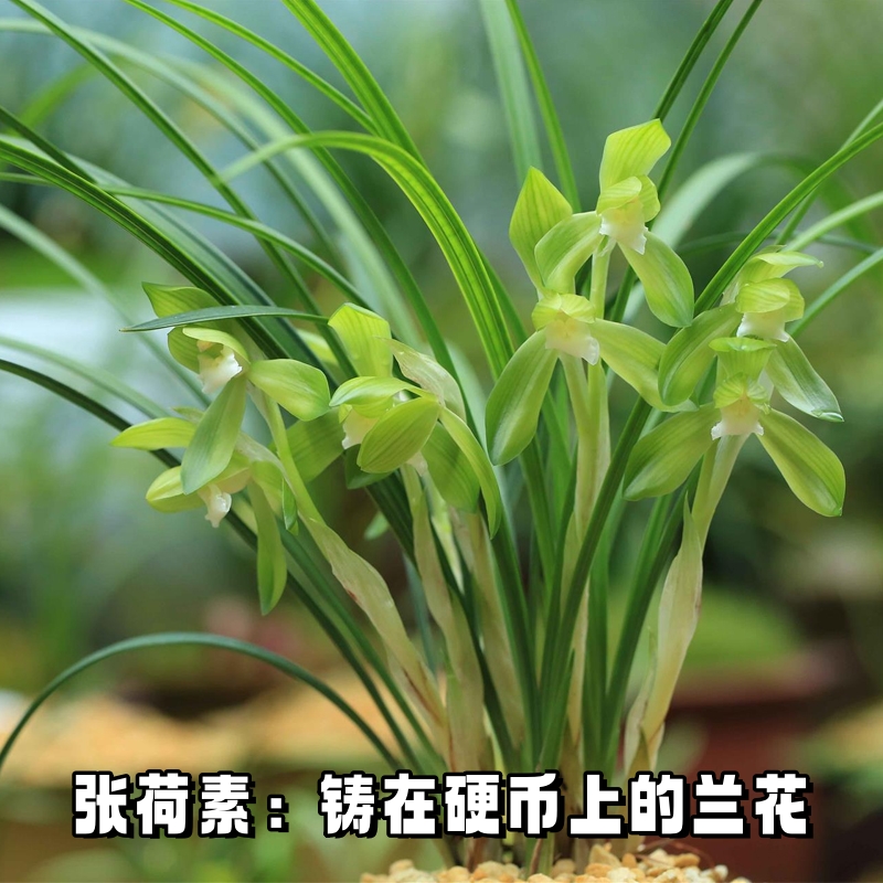 （带花苞）春兰素心张荷素高端铭品兰花浓香型名贵绿植花卉盆栽