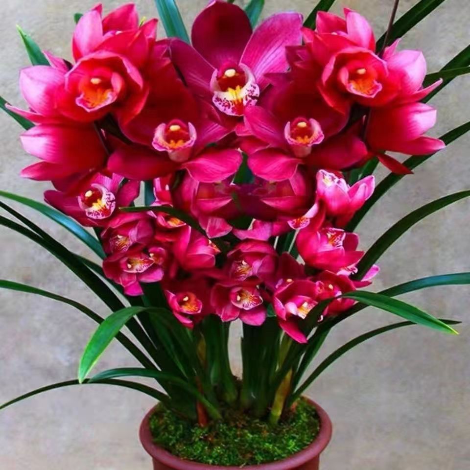 大将军【带矮花苞】带花芽中国红兰花室内绿植物精品红双喜花卉盆栽