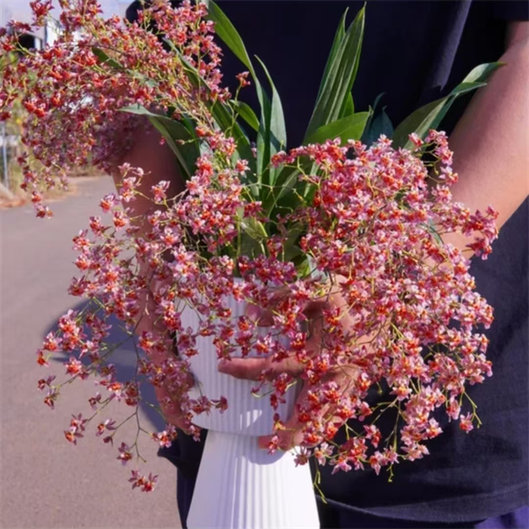 （带花）文心兰红色梦香超浓香跳舞兰市内客厅花卉植物一年开多次花