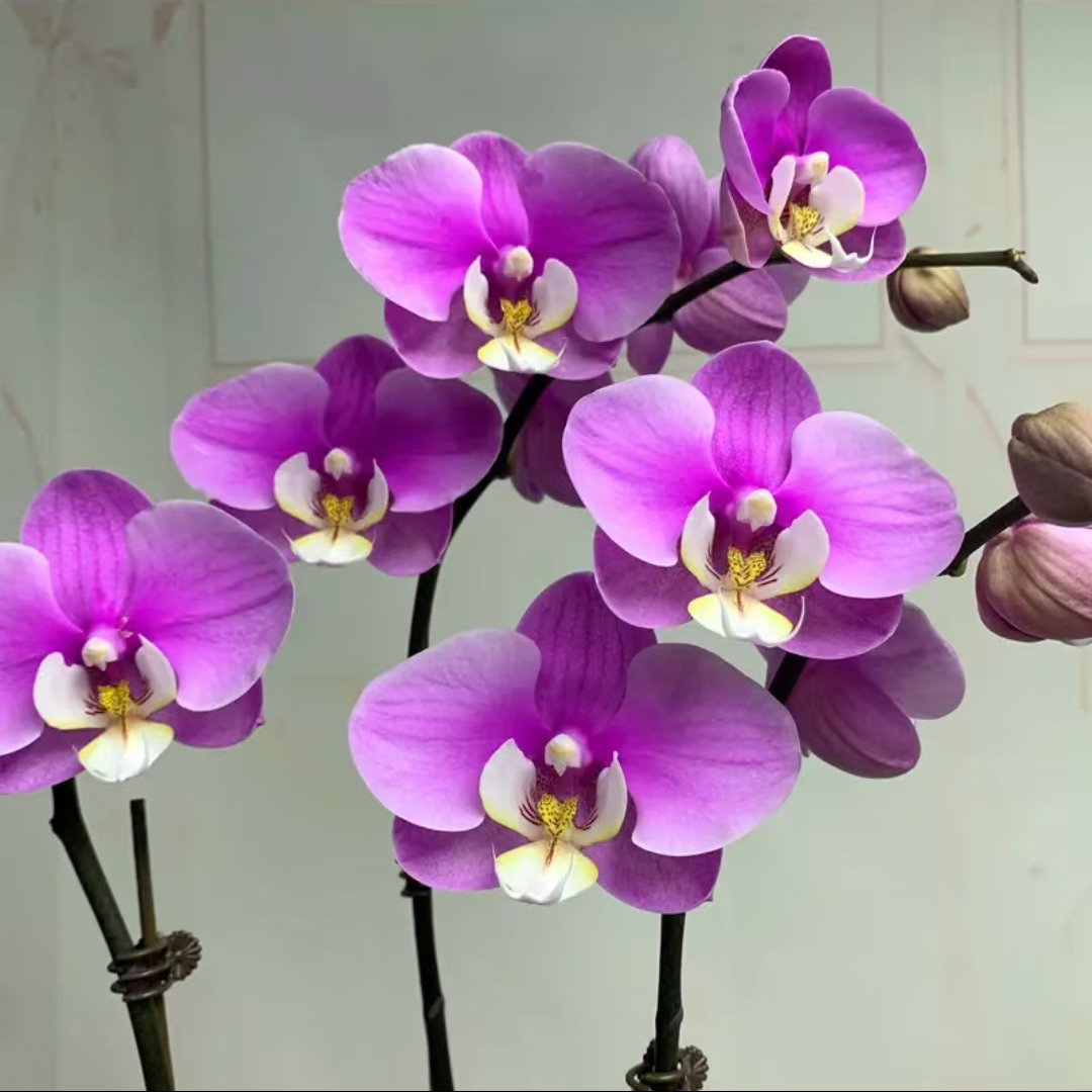 【带花苞】蝴蝶兰系列安娜精品绿植盆栽花卉带花剑