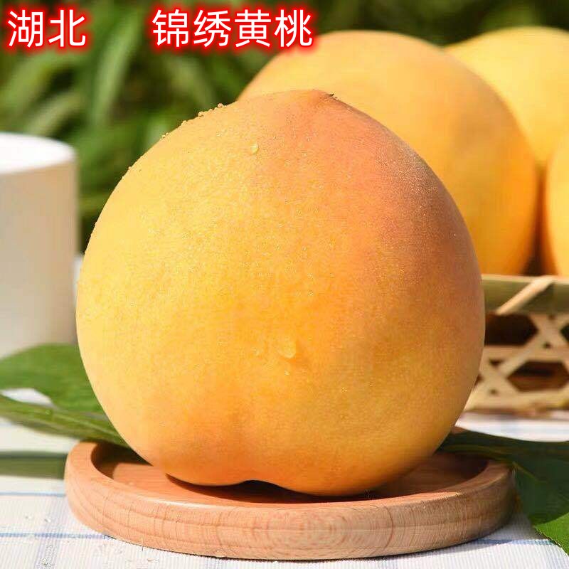 【新品】湖北高山新鲜水果锦绣黄桃农家自种现摘现发皮薄肉厚多汁