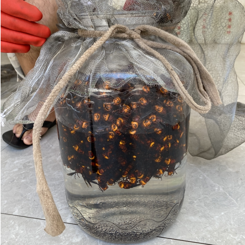广西野生虎头蜂马蜂   红娘中华虎头蜂