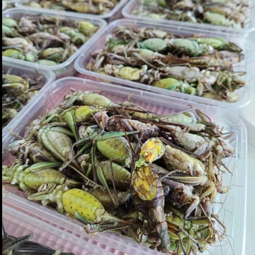 （顺丰包邮）蝈蝈大蝈蝈满子蝈蝈