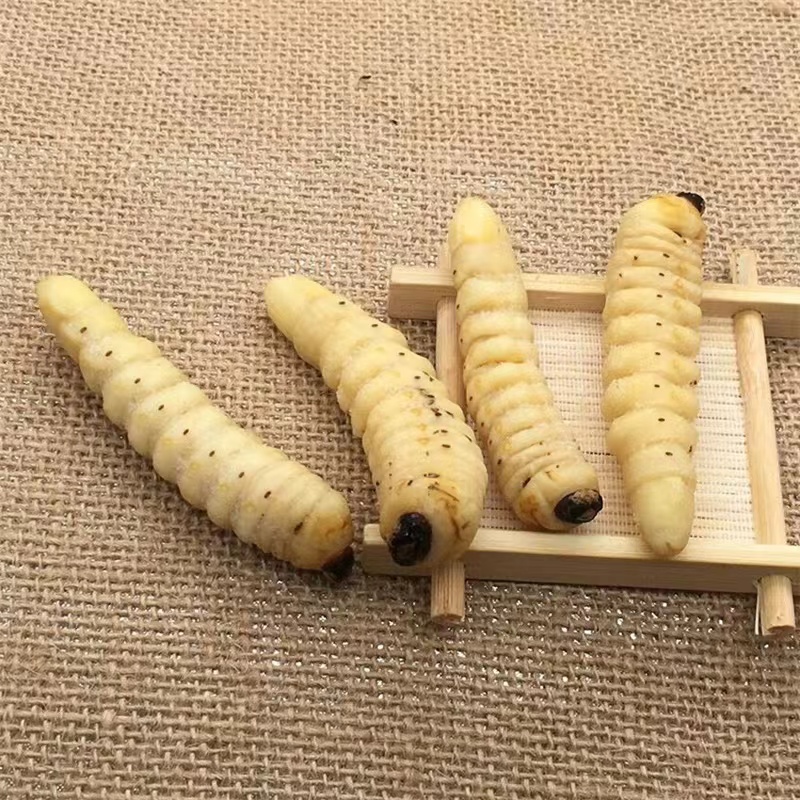 蛤虫柴虫柞天牛幼虫