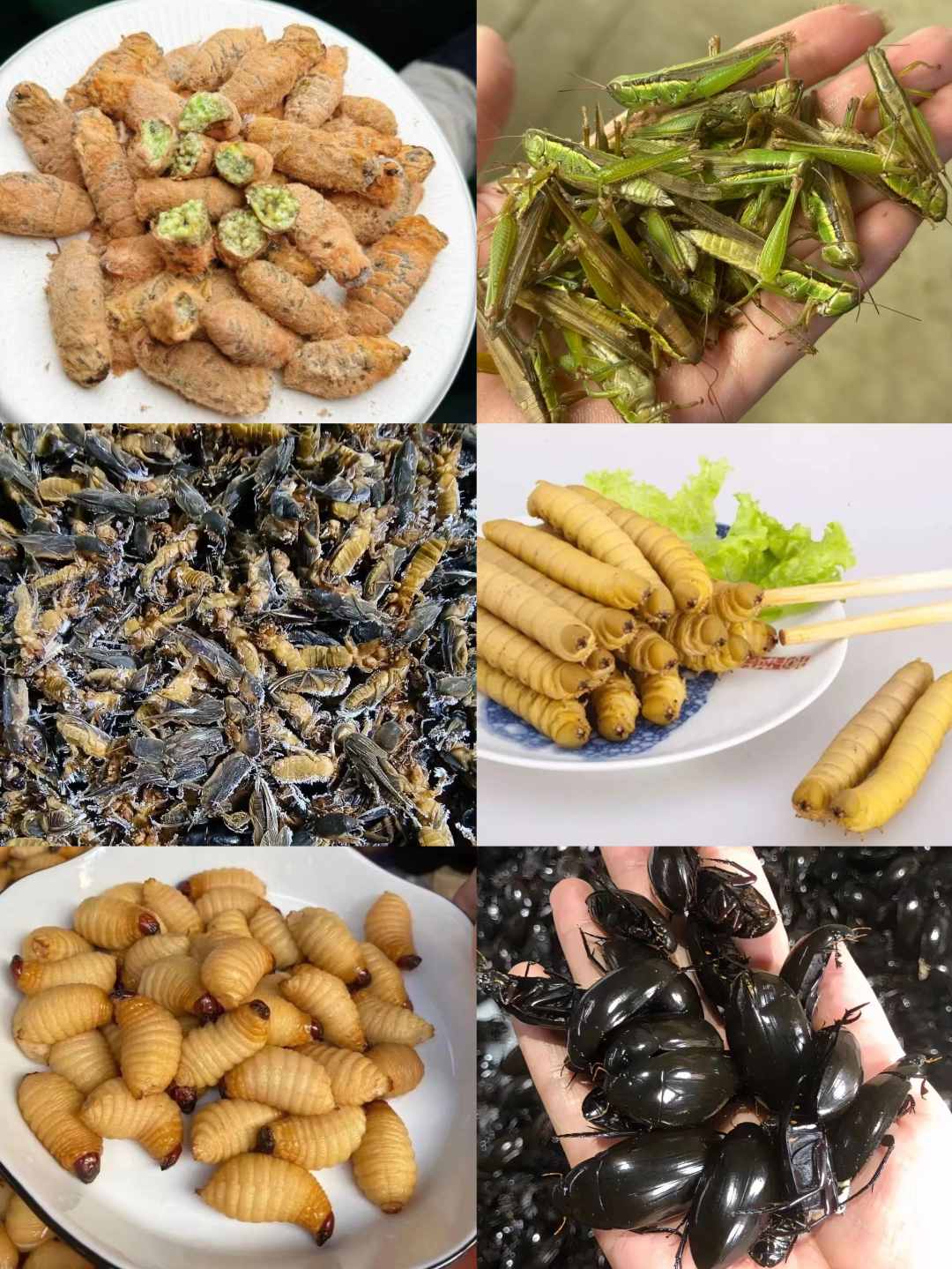老鳖盖母蚕蛾小稻蝗竹笋虫豆虫蝲蝲蛄组合