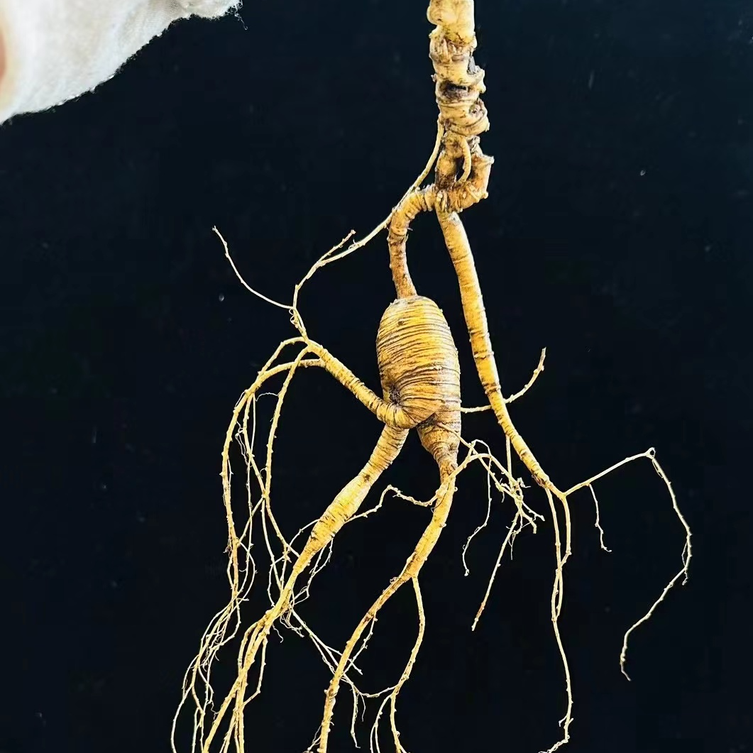 长白山 林下参单支