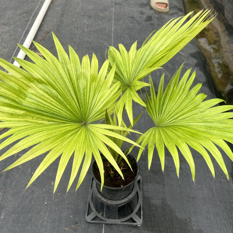 侏儒圆叶蒲葵客厅阳台北欧风简约桌面植物ins绿植大型