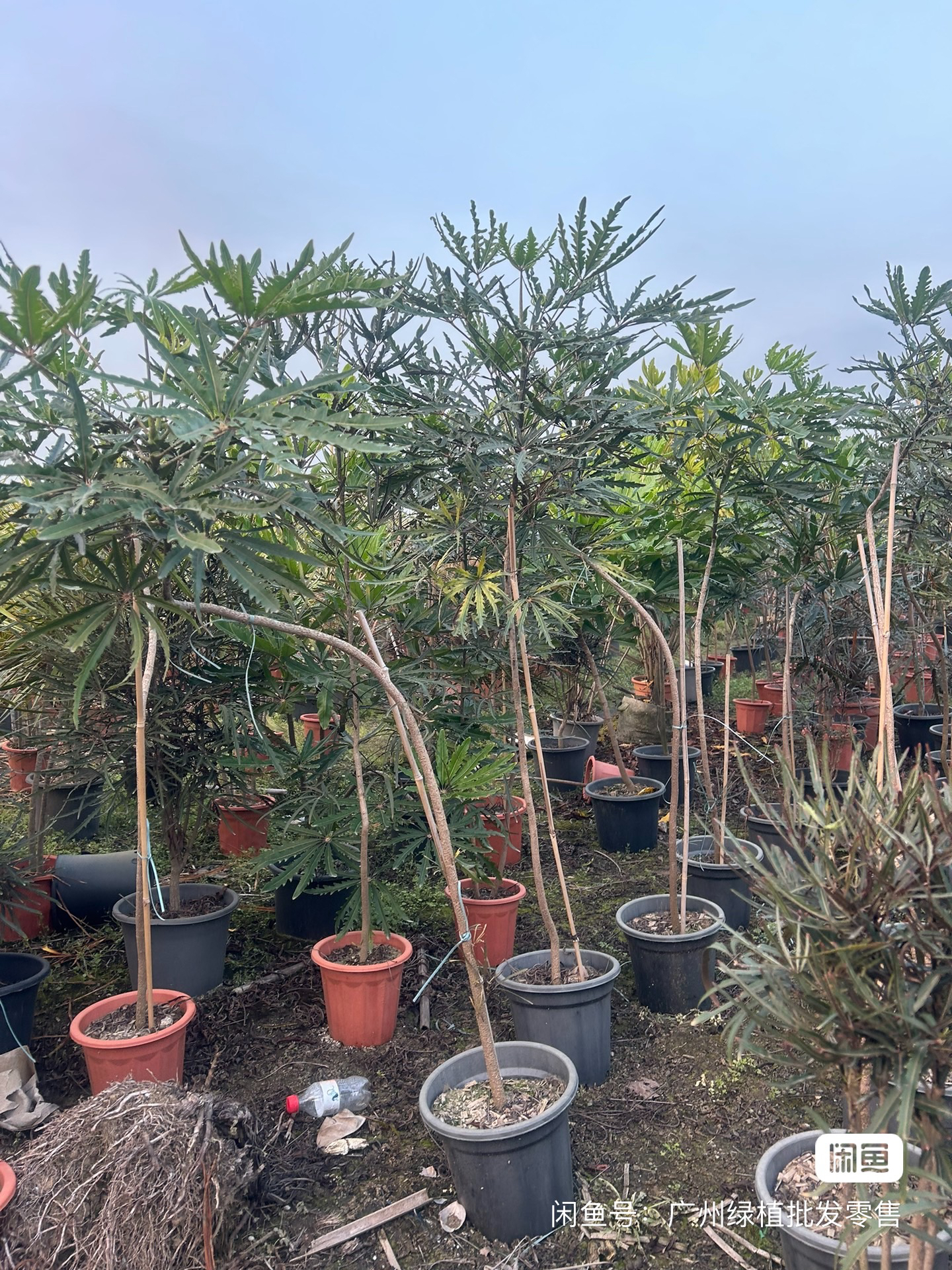 孔雀木，精品造型孔雀木