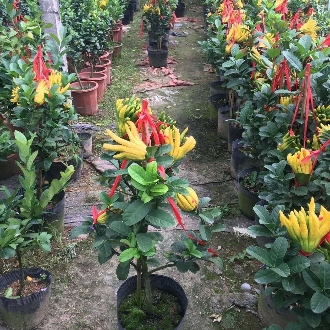 金华佛手盆栽带果/佛手树苗/佛手柑盆栽招财花卉佛手苗带果可食用