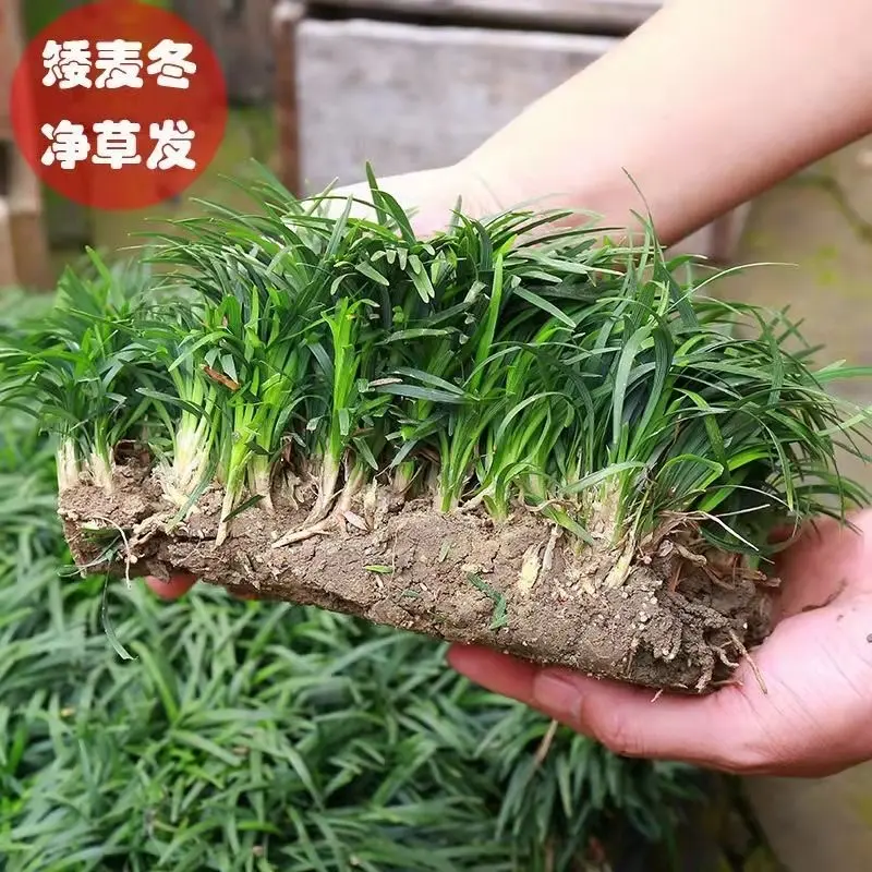 矮麦冬日玉龙中华草庭院园林绿化家居草坪耐阴耐寒树底四季草坪