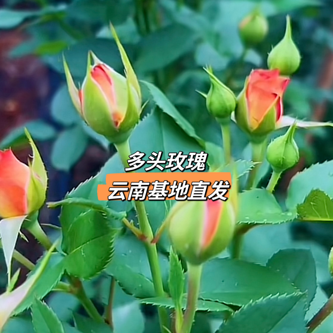 【两把以上包邮】多头玫瑰 10枝 云南基地