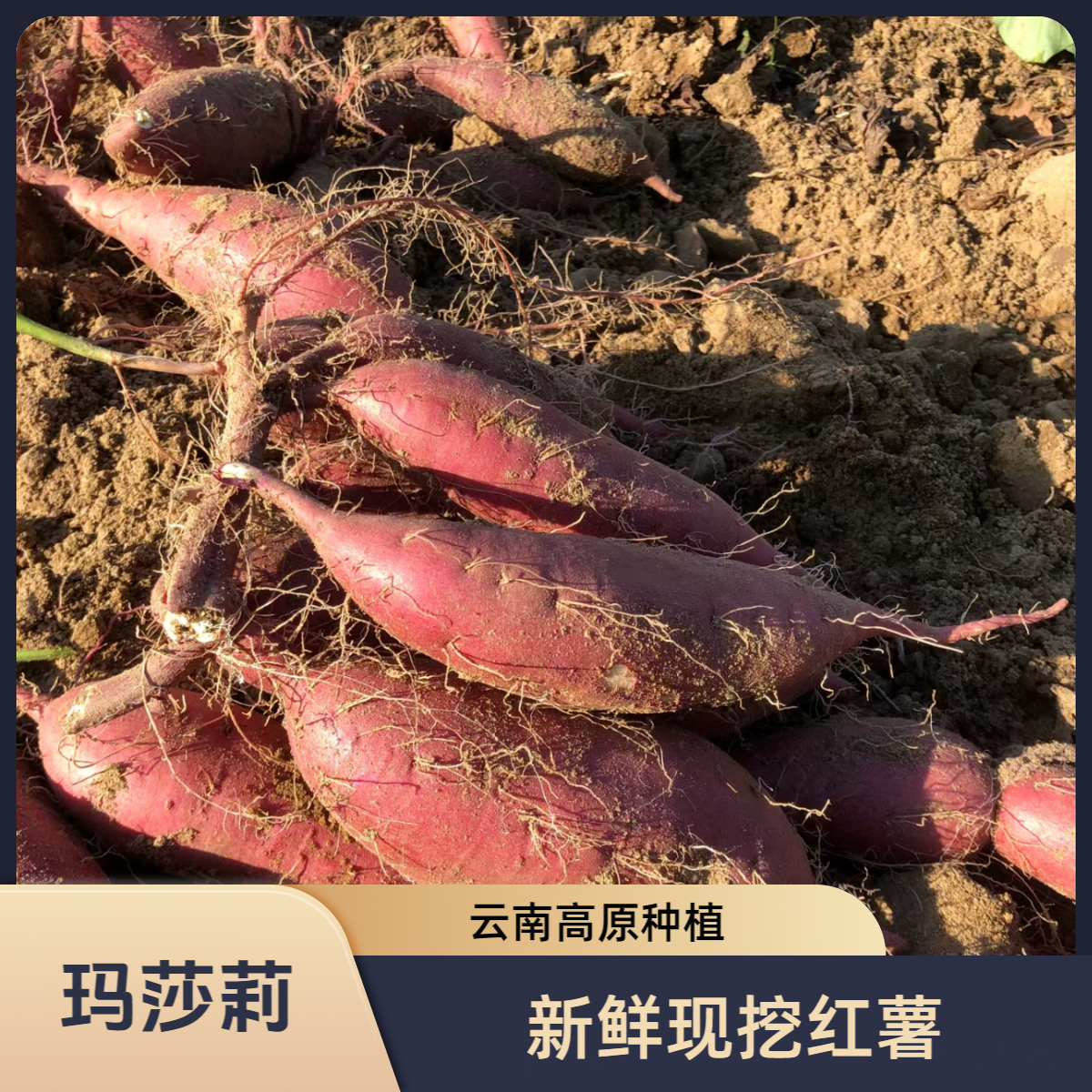 【云南高山种植】新鲜现挖玛莎莉榴莲蜜薯
